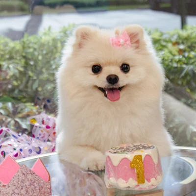 Adorable white Pomeranian puppy with a pink bow, celebrating a first birthday with a colorful cake.